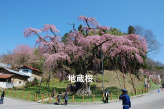 地蔵桜.png
