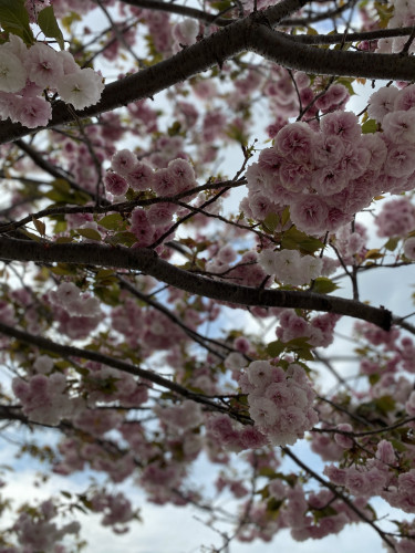 4月のお知らせ🌸