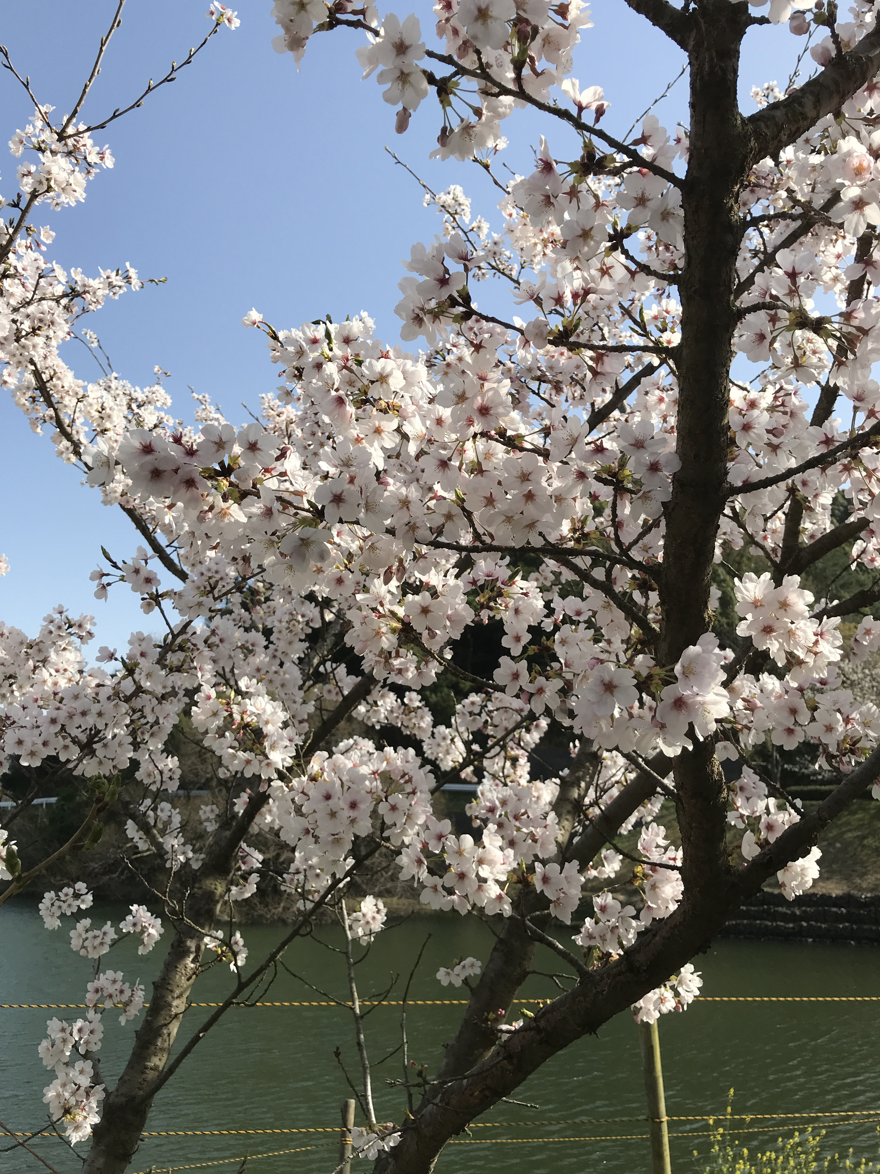 満開の桜を見に行きました 松山で介護タクシーをお探しなら 福祉タクシー ビーンズ