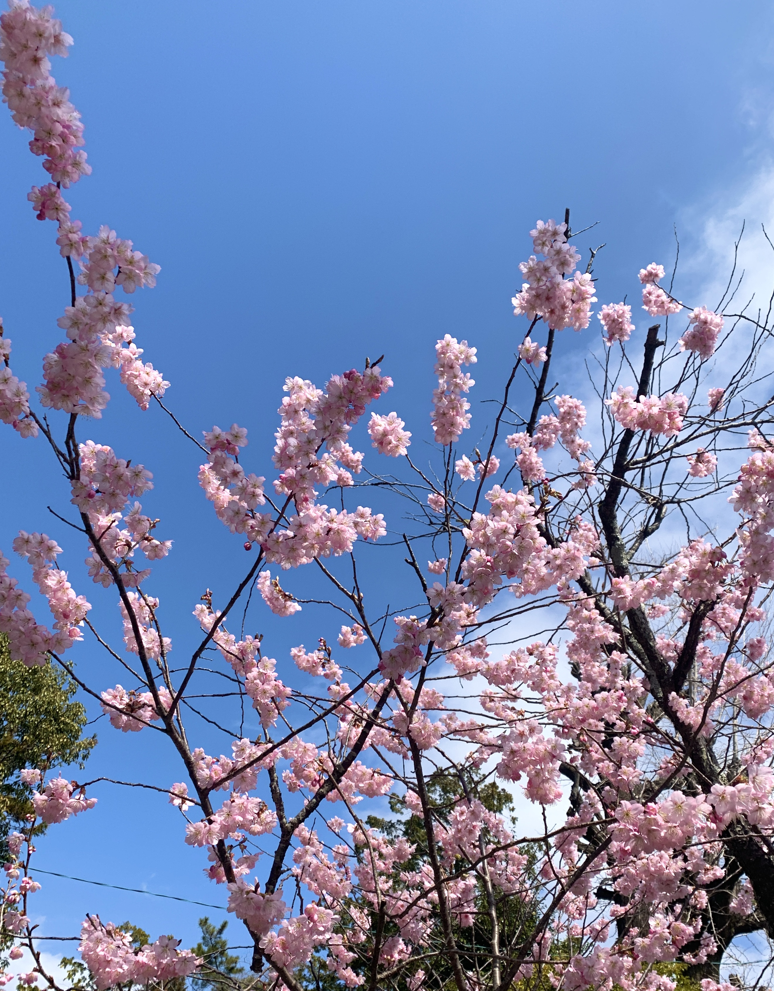 4月のお休みのお知らせ