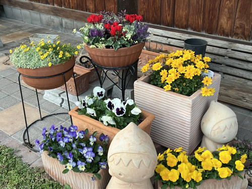 2022年秋～春の花