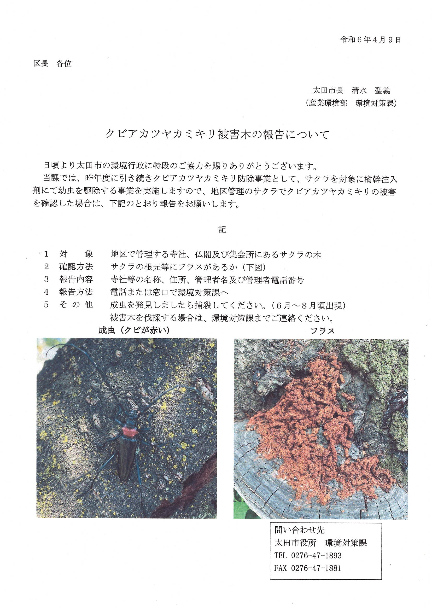 クビアカツヤカミキリ被害木の報告について.jpg