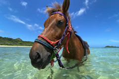 石垣島馬広場.jpg