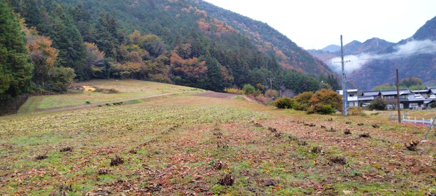 美濃こうぞ畑　刈り取り後