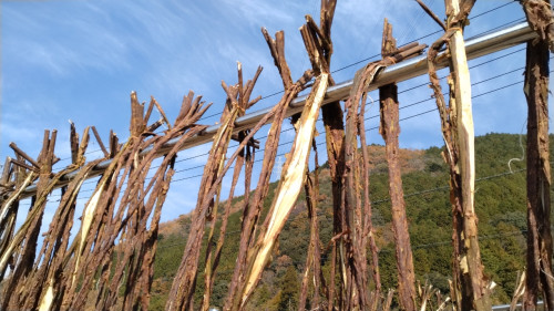 2025 こうぞ干す.jpg