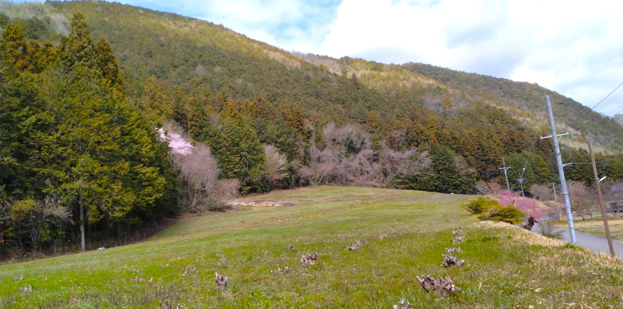美濃こうぞ畑　春　株からの芽吹きを待つ