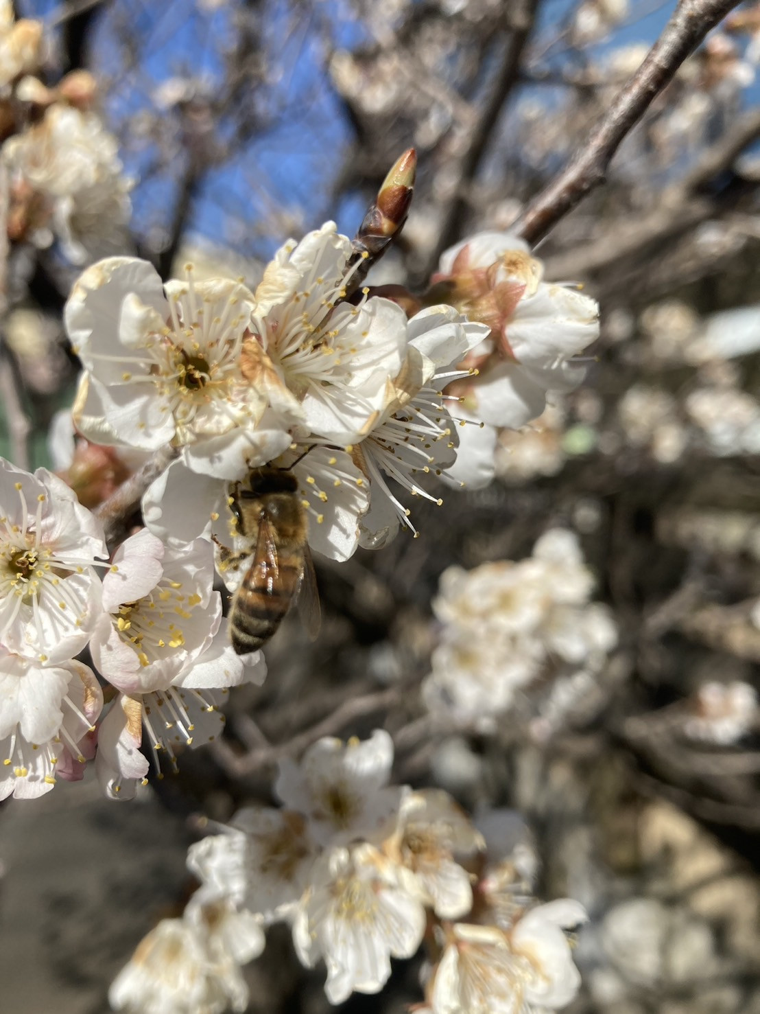 がんばれ蜜蜂🐝🐝  
