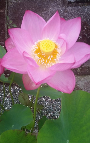 20170705_055150.jpg