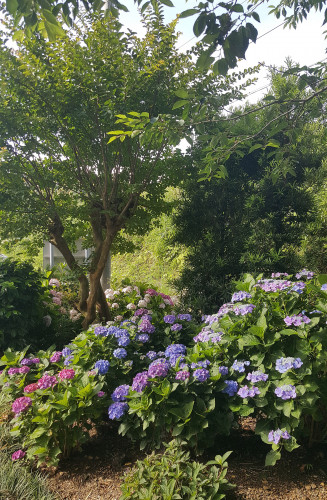 20180609_073356.jpg