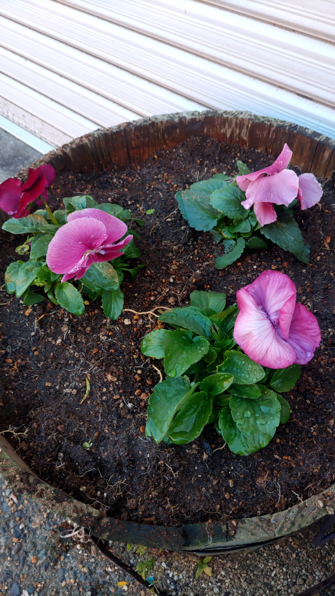 💠豊作不作💠