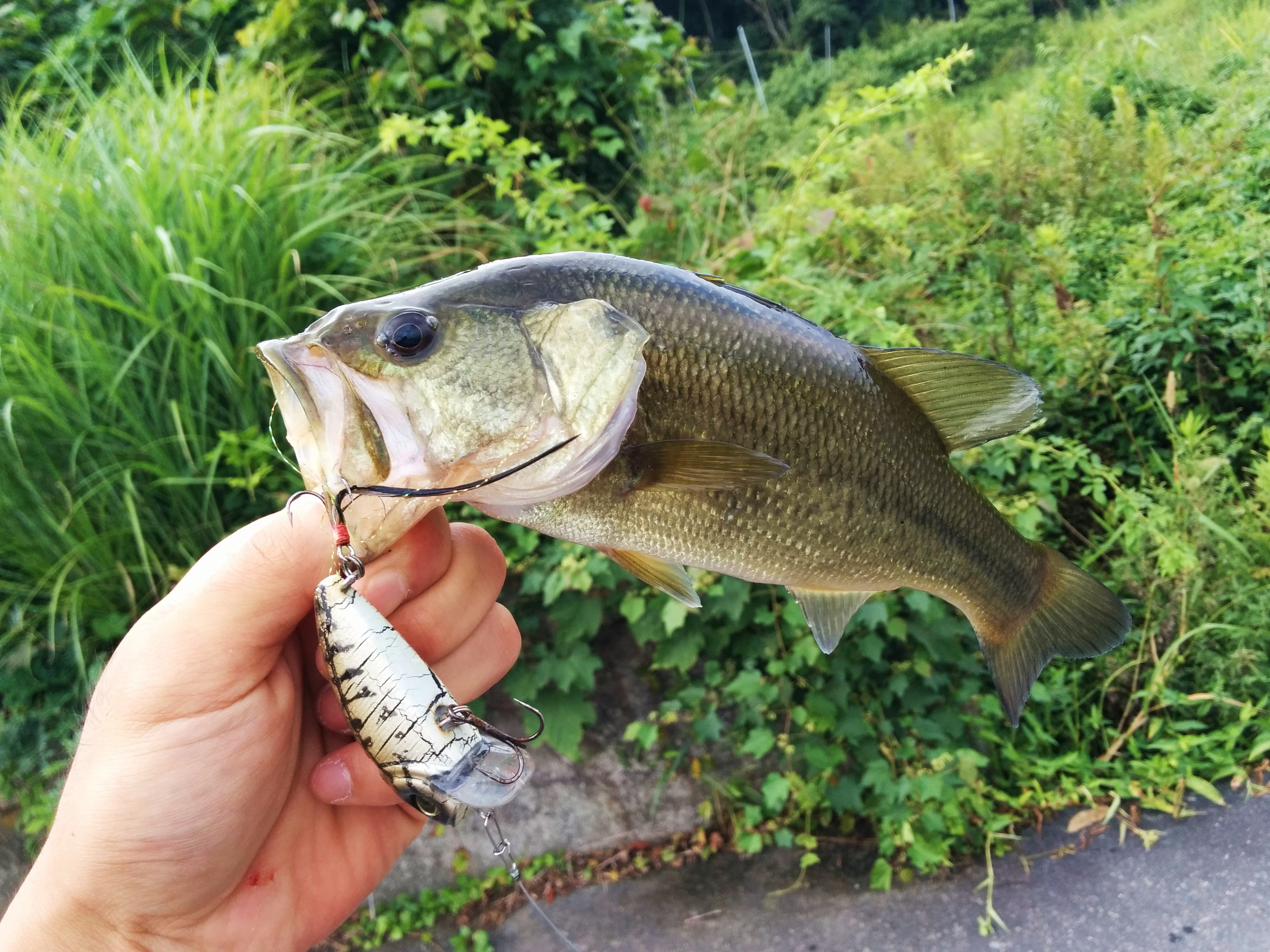 バス釣り バックスご利用の方 ご宿泊いただけますと割引サービスが受けられます ペンション花きりん