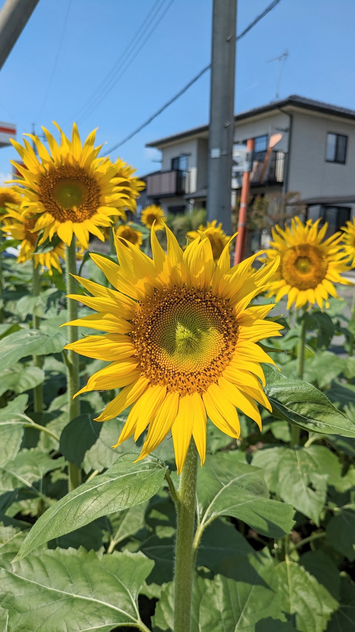 8/25㈪〜30㈯営業時間のお知らせ
