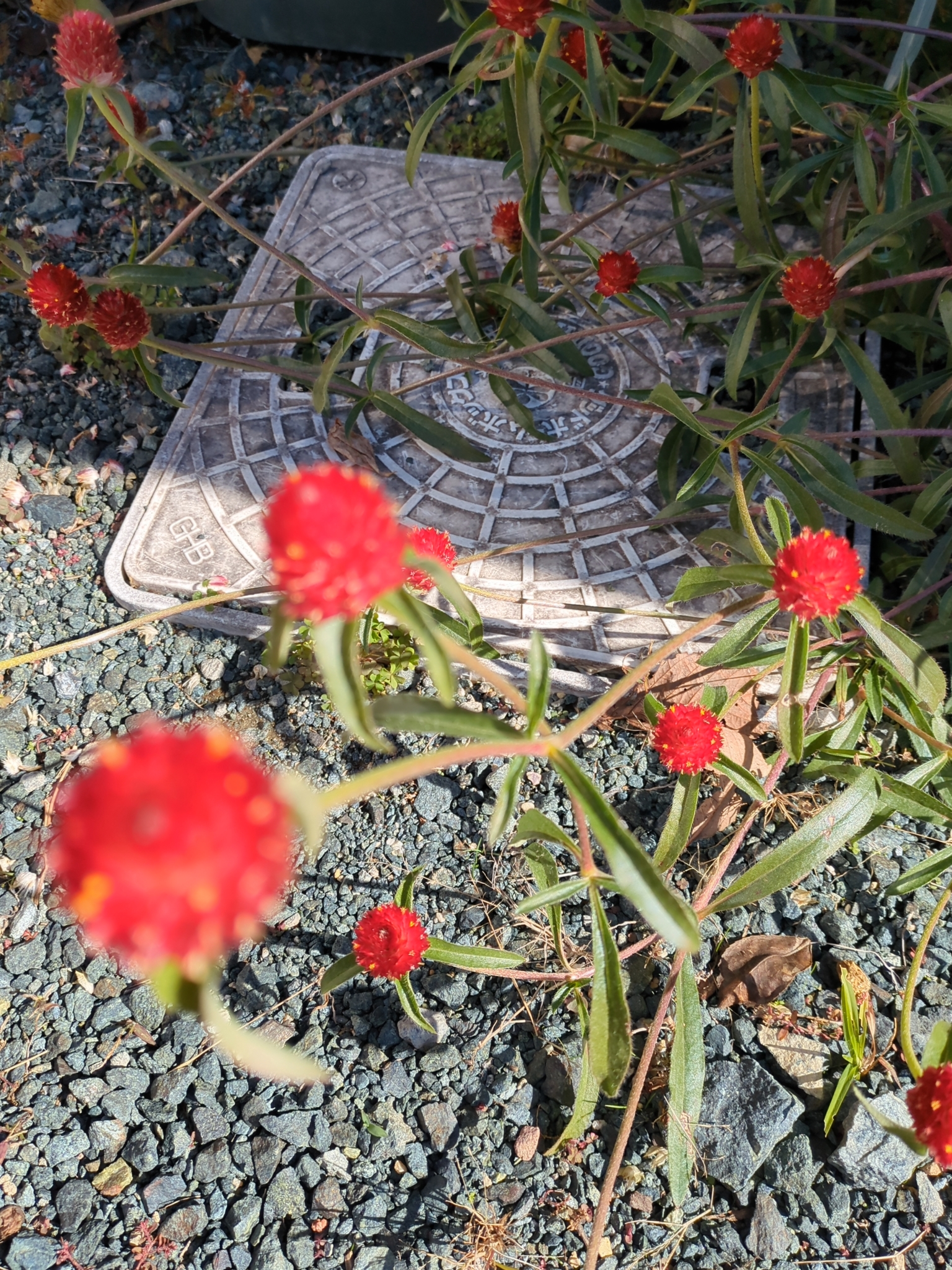 11/17〜22日営業時間お知らせ