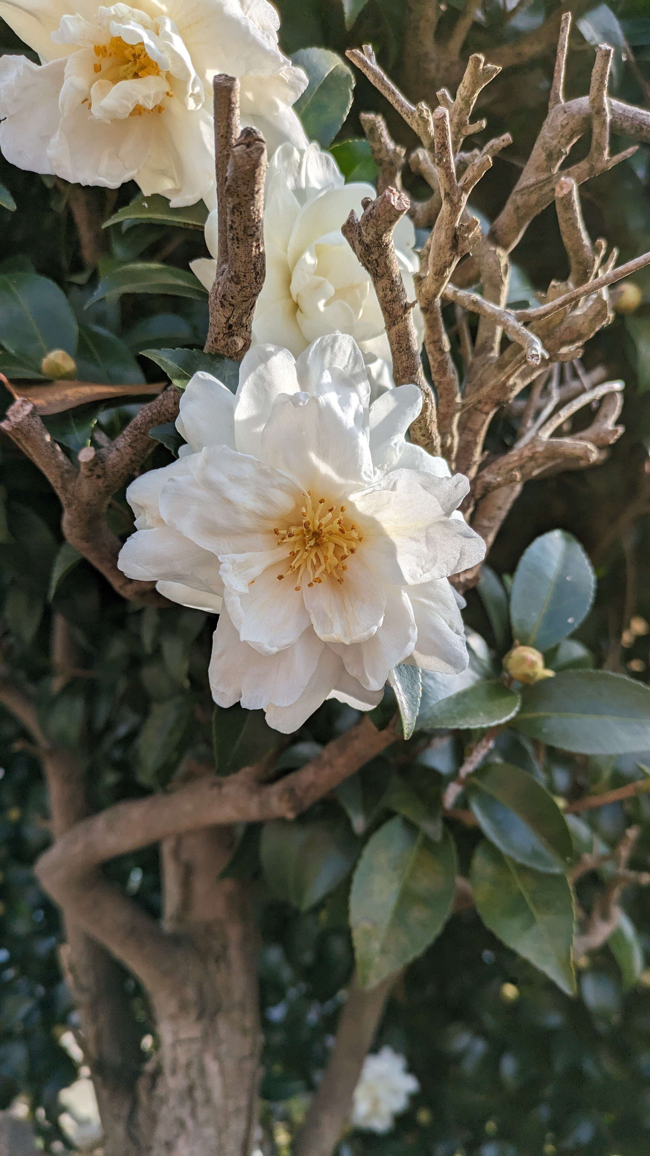 12/22〜27日営業時間予定のお知らせ