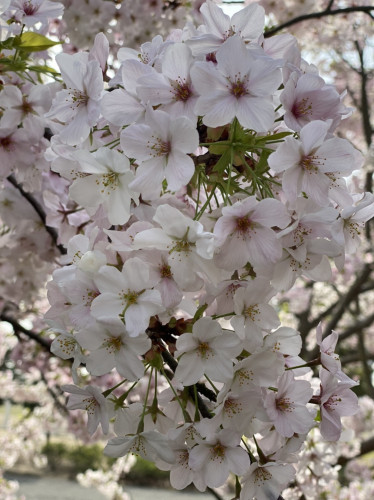 S__32301107.jpg