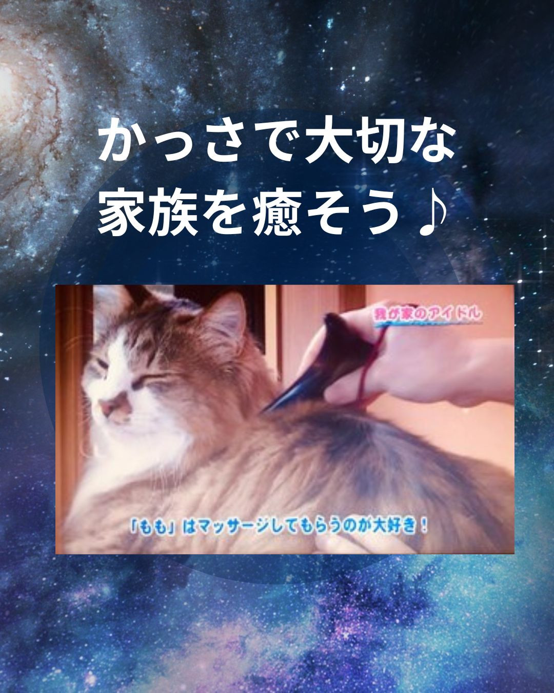 大切な家族を癒しませんか？