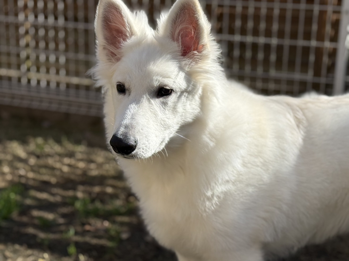 子犬販売情報更新しました。