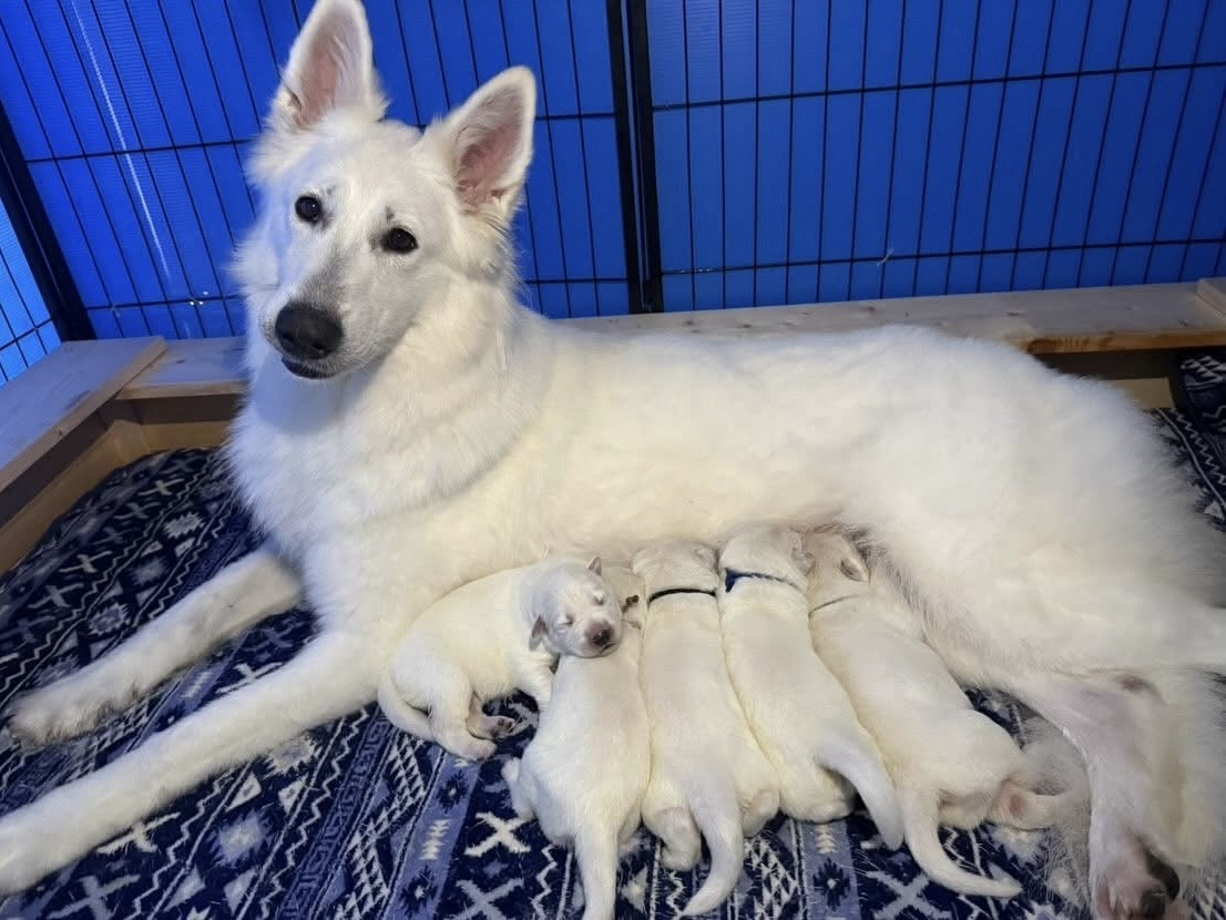 2026年　子犬販売情報