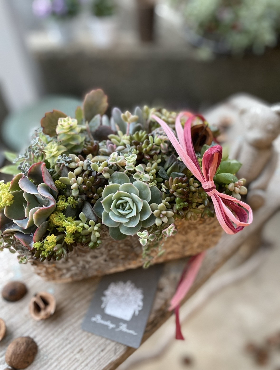 多肉のブリコラージュ