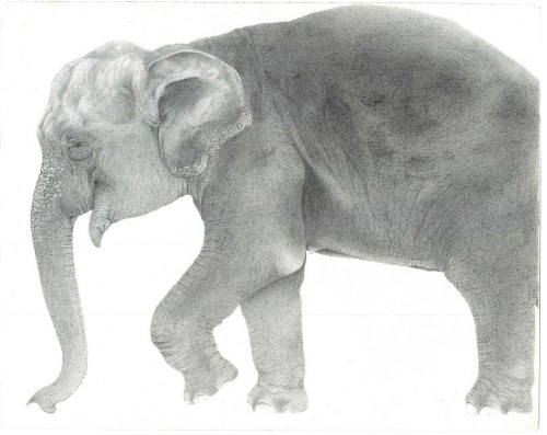 アジアゾウ(冬美トンクン).jpg