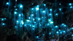 GOR3_GlowWorm.jpg