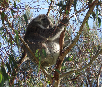 GOR3_KoalaatKennetRiver.png