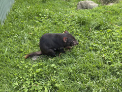 Maru_TasmanianDevil_L.JPG