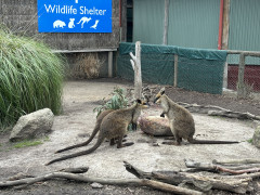 Maru_Wallaby_L.JPG