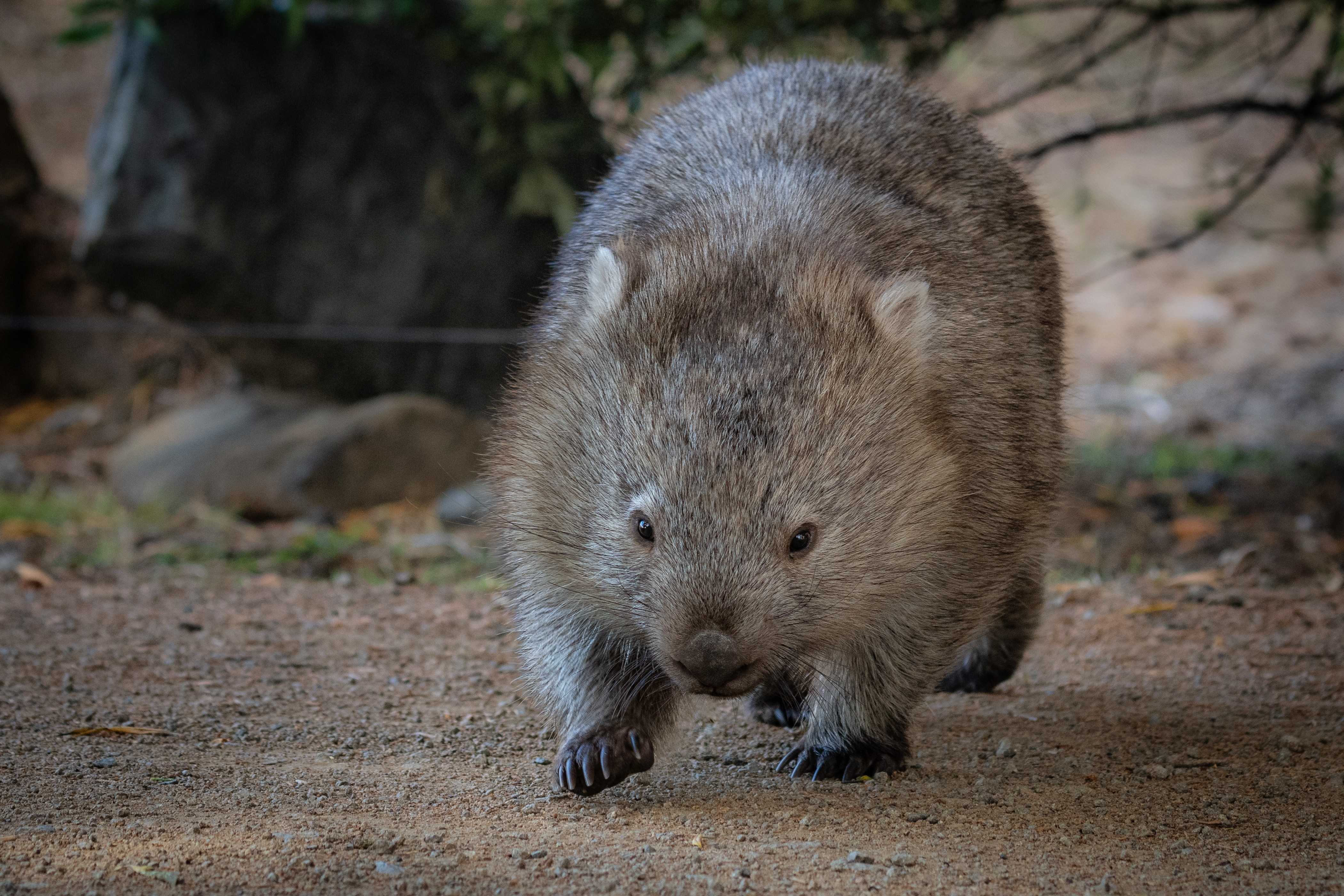 COMMON WOMBAT_shutterstock_2660369419.jpg