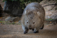 COMMON WOMBAT_shutterstock_2660369419.jpg