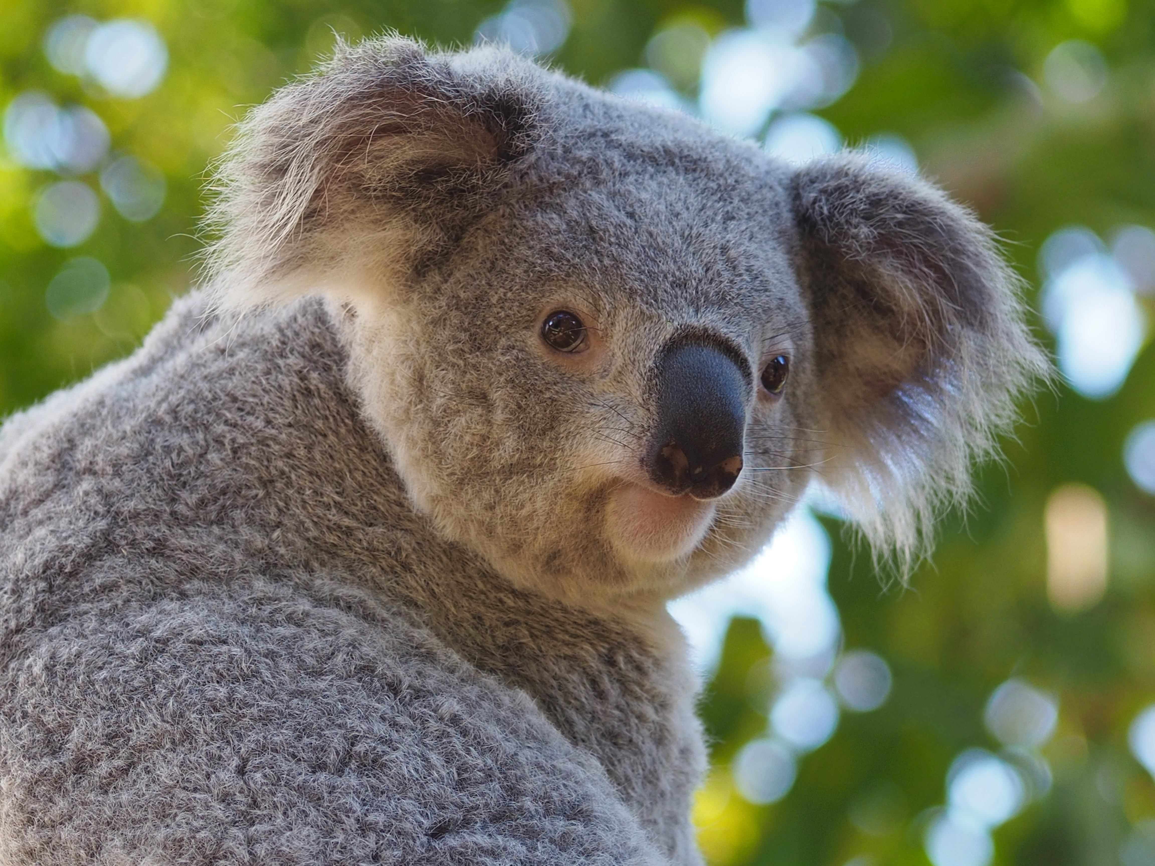 Koala_shutterstock_1820583920.jpg