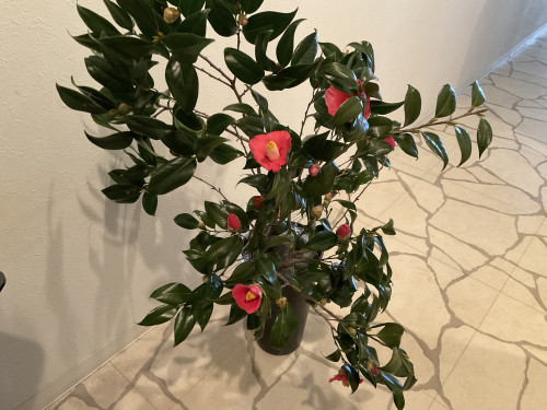 IMG_8262.jpeg