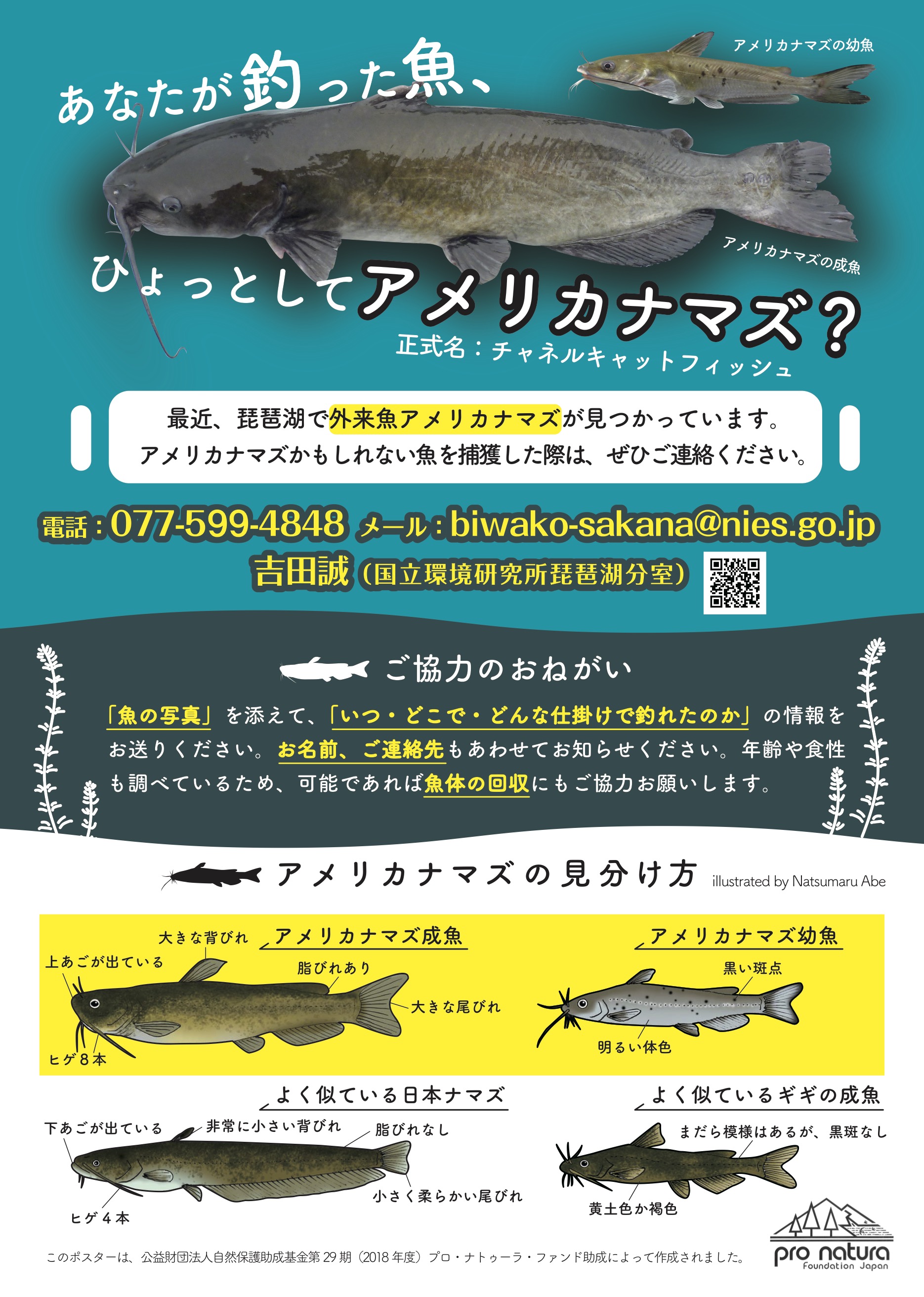 琵琶湖のアメリカナマズ対策 全鯉協西日本ｈｐ