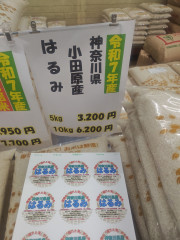 神奈川県小田原産　はるみ