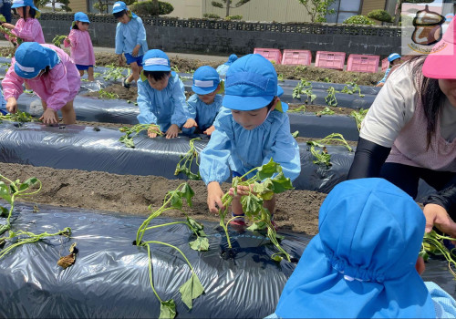 いも苗植え