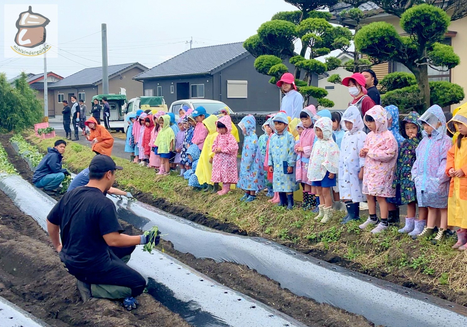 さつまいも苗植え