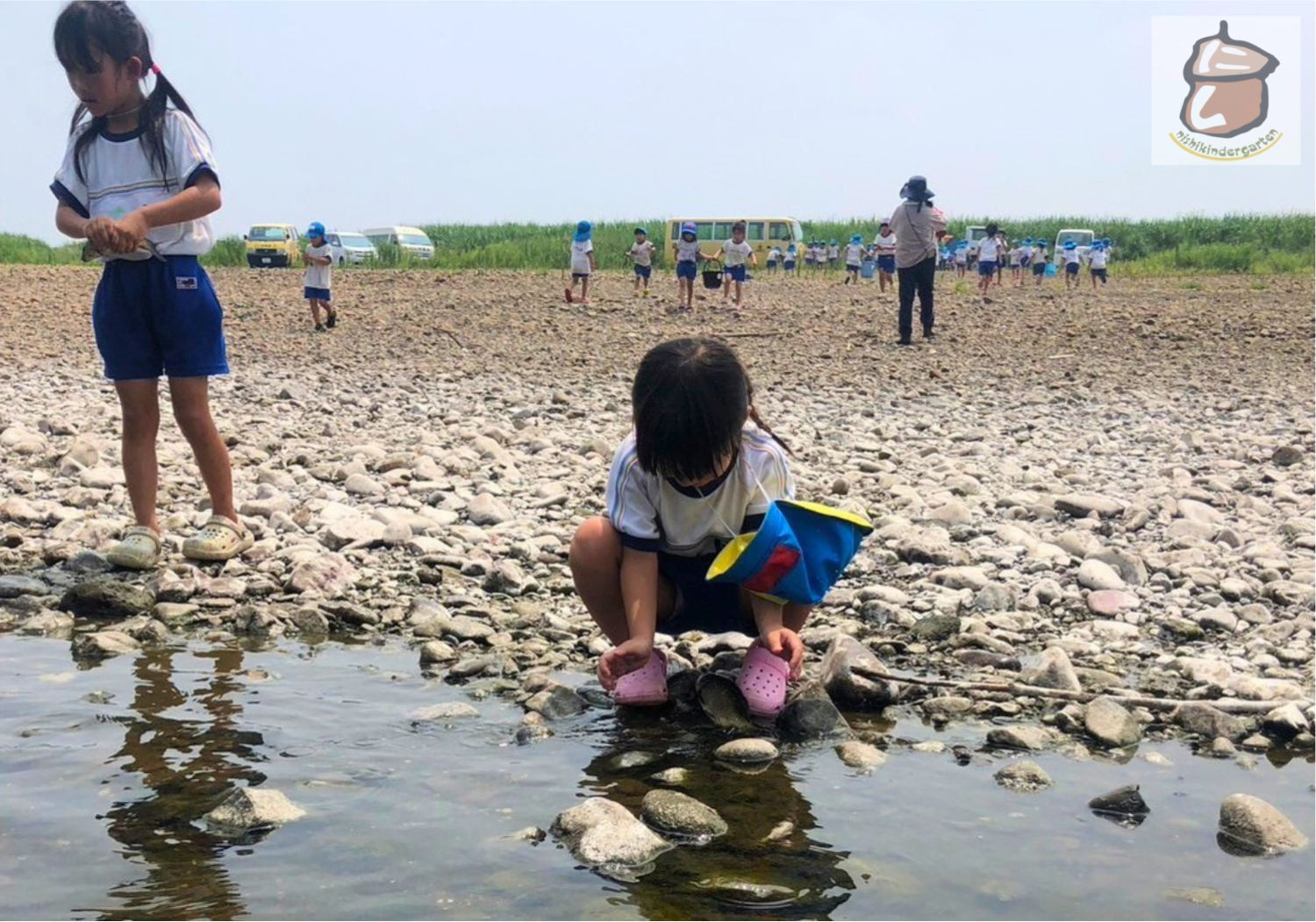 鯉の放流体験