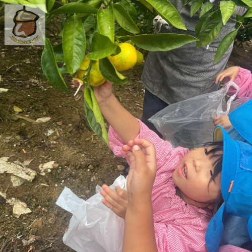 みかん狩り遠足