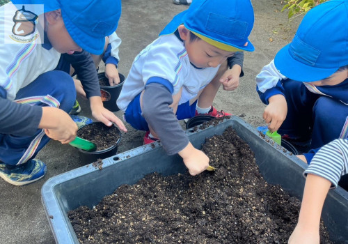 卒園式に向けてチューリップを植えました