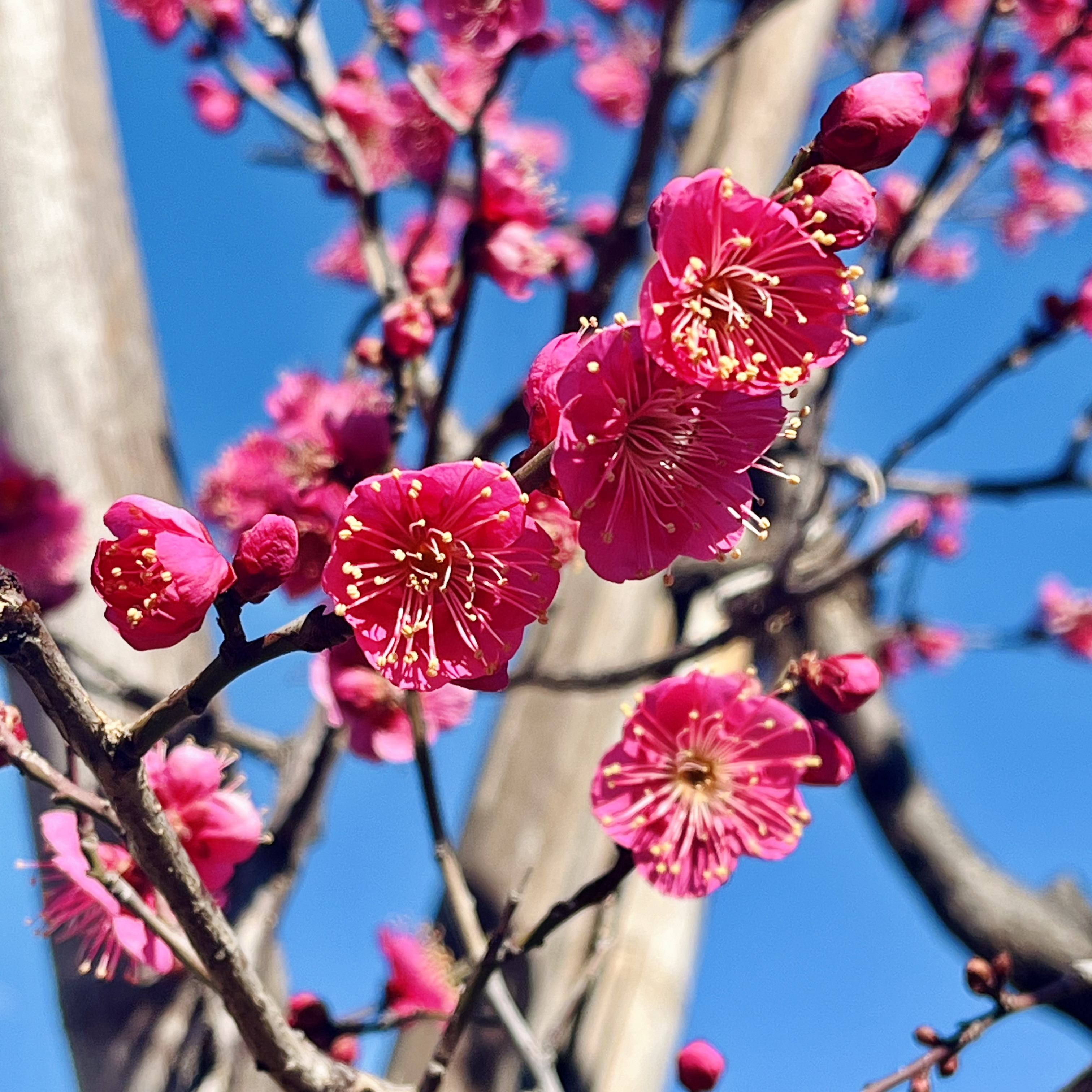 2月も通常営業です♪ 梅の花は満開でした。