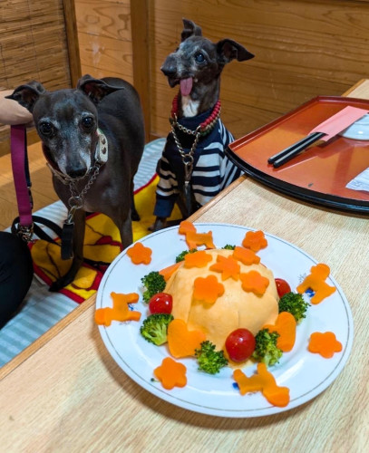 武蔵くん（右）14歳、お誕生日おめでとうございます🎵左は金之助くん4歳です