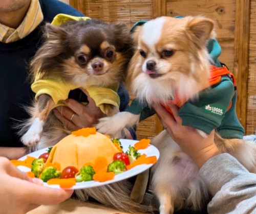 チャコくん4歳（左）、ラテくん3歳（右）お誕生日おめでとうございます♡♡