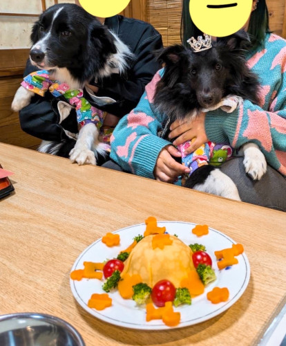 ダイヤちゃん（右）1歳、誕生日おめでとうございますヾ(´︶`♡)ジョウスケ君（左）は1歳です！