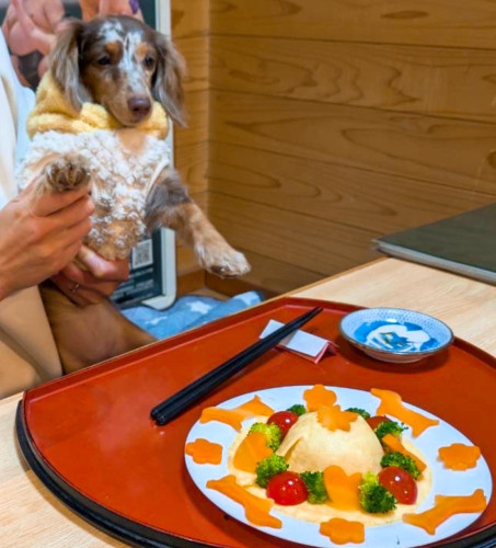 ステラちゃん1歳、おめでとうございます╰(*´︶`*)╯