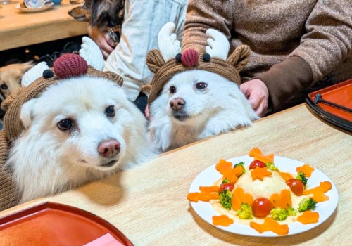 まくりちゃん（左）8歳、みやちゃん（右）12歳!!おめでとうございますヾ(´︶`♡)ﾉ