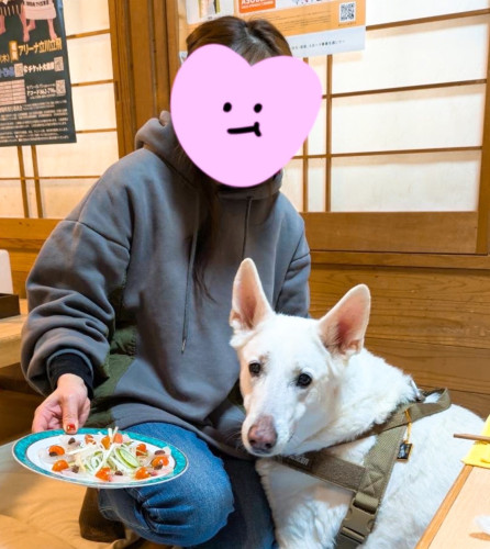 お客様のお誕生日おめでとうございます🎵ホワイトシェパードのウォルフくんは13歳です♡