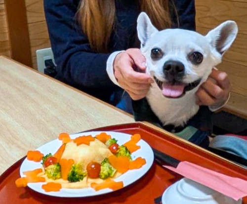 パン君6歳、おめでとうございます٩(๑′∀ ‵๑)۶•*¨*•.¸¸♪