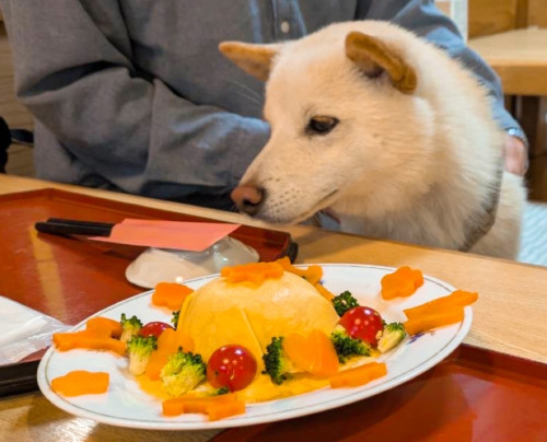 琥珀くん1歳誕生日おめでとうございます╰(*´︶`*)╯