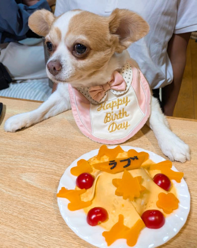 ラブちゃん、9歳お誕生日おめでとうございます٩(๑′∀ ‵๑)۶•*¨*•.¸¸♪