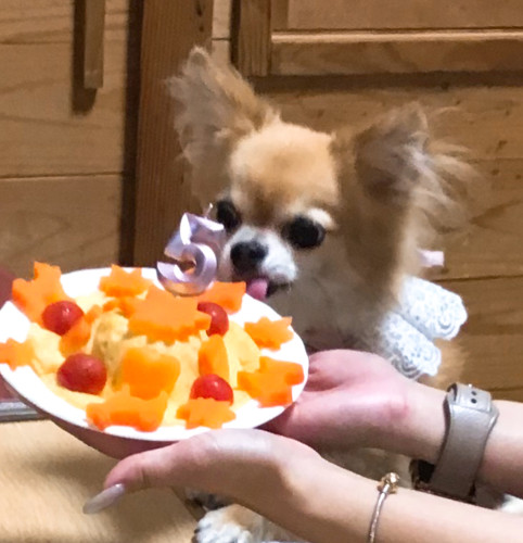 レアちゃん、5歳おめでとうございますヽ(*´∀｀)ﾉ